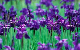 Iris Flower Wallpaper High Definition