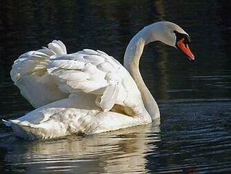 Hope You Like This Swans HD Wallpaper As Much We Do