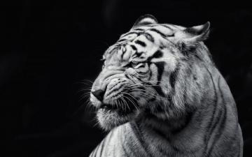 White Tiger Wallpaper Image Photos Pictures