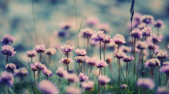Spring Aesthetic Wallpaper