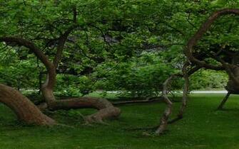 Nature Trees Dual Screen Multiscreen Hq Wide
