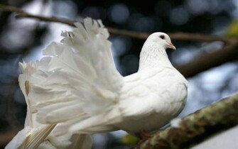 White Dove High Quality Wallpaper Cute Pure