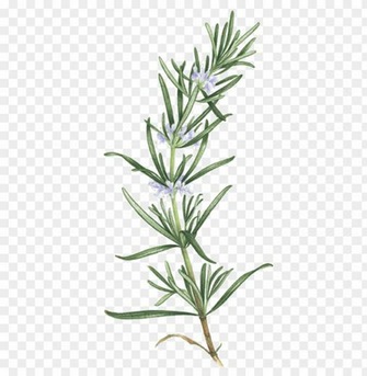 Rosemary Flowering Tattoo Png