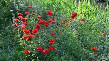 Red Flowers Near Ditch Barbara S HD Wallpaper