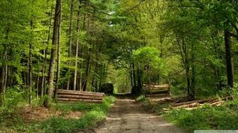 Forest Road Wallpaper