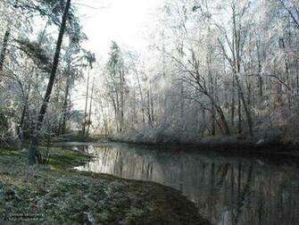 iPhone Nature My Mystical Forest Wallpaper With