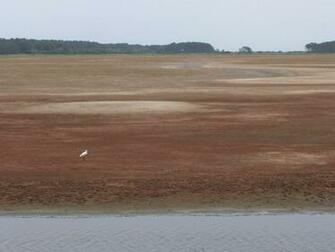 Assateague Beach Chincoteague Island Virginia Id Buzzerg