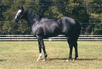 HD Animals Wallpaper Black Thoroughbred Horse