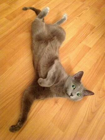Cute Gray Kitty Striking A Pose Cats Photos