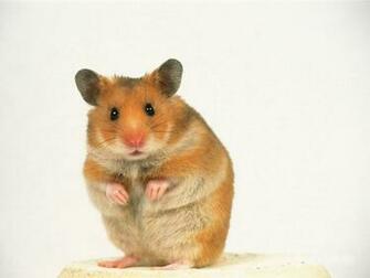 Hamster Wallpaper Resolution 8449s Image Size 63k