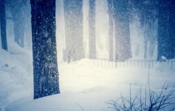 Wallpaper Cold Winter Snow Trees Snowflakes Nature
