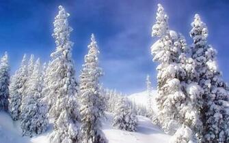 Snow Fall Winter HD Wallpaper
