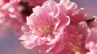 Fuji Wallpaper Nature Sakura River Japan Travel Tourism