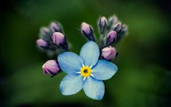 Nature Flowers Wallpaper Macro