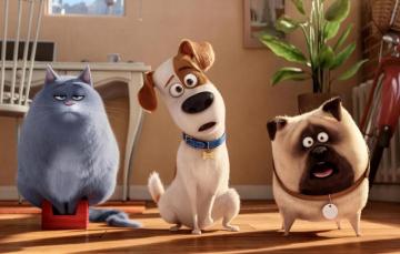 Wallpaper Dog Cat Max Room Cartoon Chloe Animals Mel