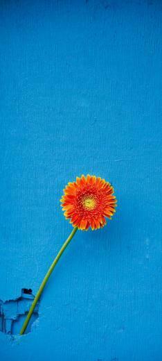 Texture Back Orange Flower Fondos De Pantalla