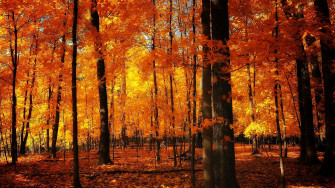 Fall Wallpaper For Desktop