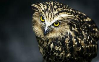 Owl Wallpaper Desktop Background HD