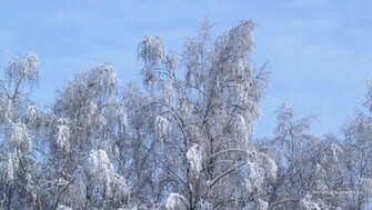 Wallpaper Winter Trees Background