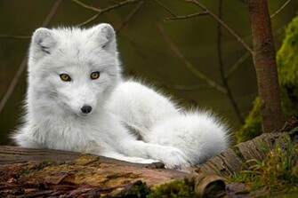 Baby Wolf Wallpaper