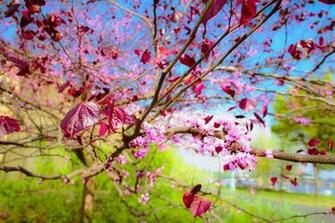 Spring HD Wallpaper Screenshot