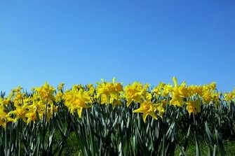Daffodil Spring