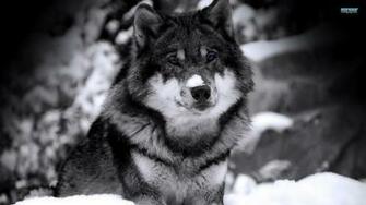 Wolf HD Wallpaper 1080p Desktop Background