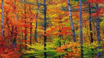 Vibrant