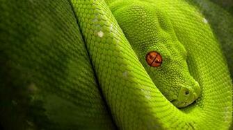 Home Pets And Animals Animal HD Wallpaper