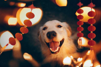 Scrumptious Chinese New Year Treats For Dogs Good Dog People