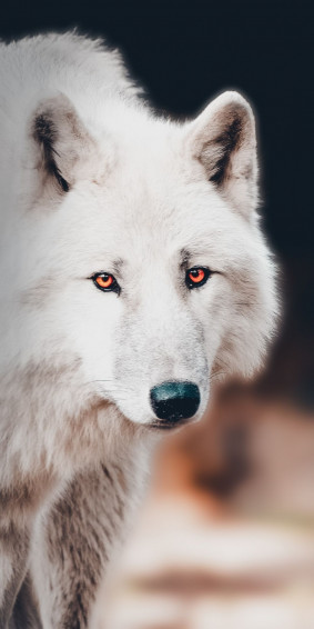 Wolf Aesthetic Wallpaper