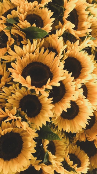 iPhone Wallpaper Sunflower
