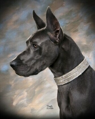 Artwork Great Dane Wallpaper Pets Dogs HD Art