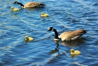 Canada Geese Wallpaper