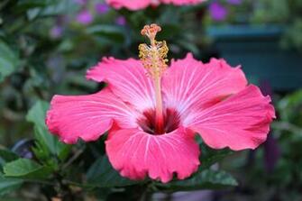 Desktop Wallpaper Flowers High Resolution In HD