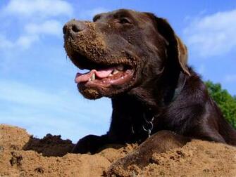 Chocolate Lab Photos Desktop Background Wallpaper