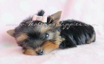 Yorkies Wallpaper
