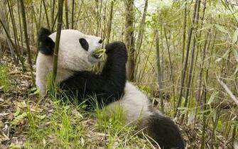 The Giant Panda Bamboo Animal Wallpaper