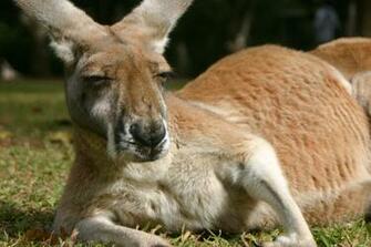 Kangaroo HD Wallpaper Background