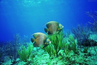 Life Underwater Wallpaper Desicomments
