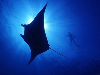 Fish Wallpaper Stingray
