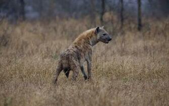 Hyena Computer Wallpaper Desktop Background