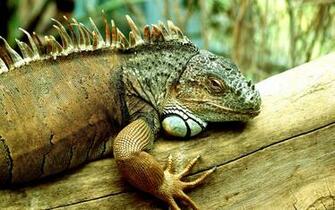 Green Iguana Computer Wallpaper Desktop Background Id
