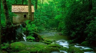 Green Forest Wallpaper Background