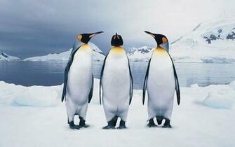 HD Penguins Wallpaper And Photos Animals