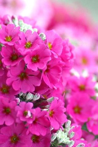 Flowers iPhone Wallpaper Beautiful Spring