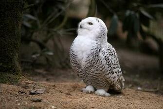Snowy Owl Computer Wallpaper Desktop Background