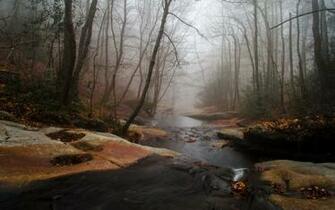 Foggy Forest Creek Rocks Wallpaper Stock
