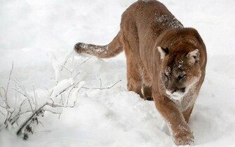 Cougar Computer Wallpaper Desktop Background Id