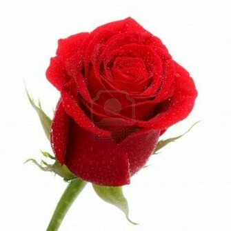 Single Red Rose Wallpaper All New